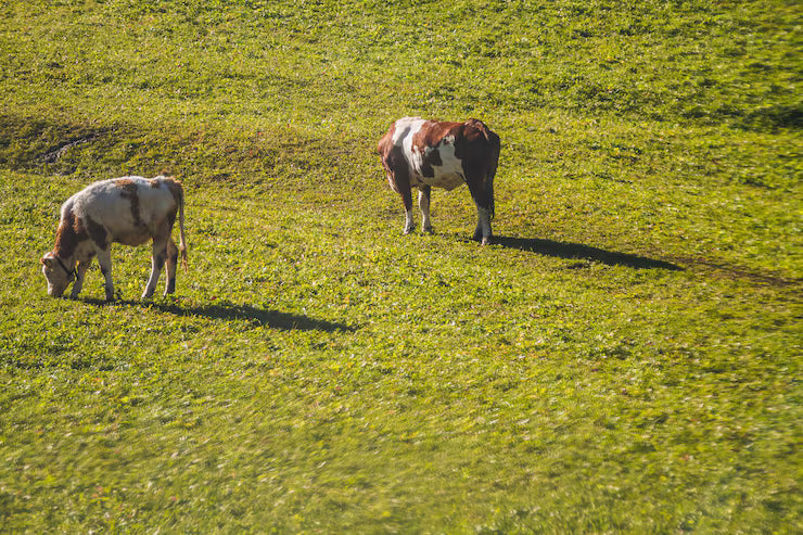 Tallow from Grass-Fed Cows